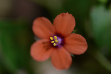 Fototapeta premium Flower