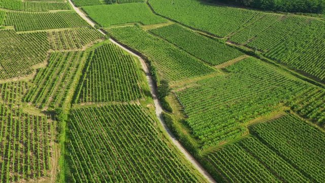 Vignes vosgiennes