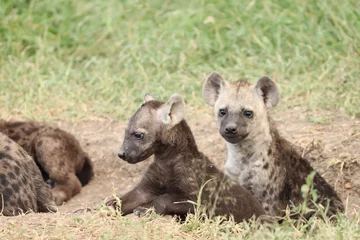  Young spotted hyena cub standing by its den. © Marie