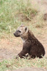 Young spotted hyena cub sitting by its den.