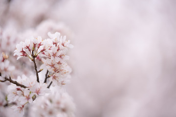 Beautiful cherry blossom flowers on branch