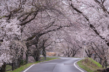 Obraz premium Cherry blossom tunnel on a road in the early morning