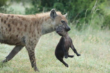 Naklejka premium Spotted hyena mom carrying her cub.