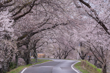 Cherry blossom tunnel on a road in the early morning