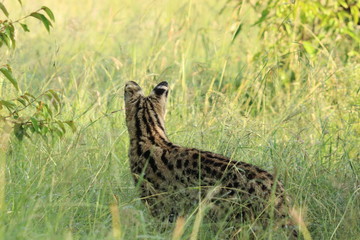 Serval cat in the african savanna.