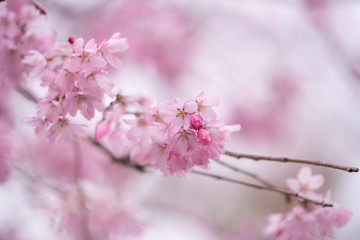 Close up pink cherry blossom flowers 