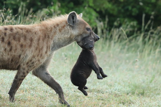 Spotted Hyena Mom Carrying Her Cub.