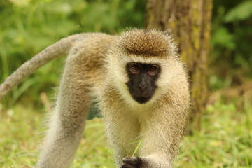 Vervet monkey in the grass of the savanna.