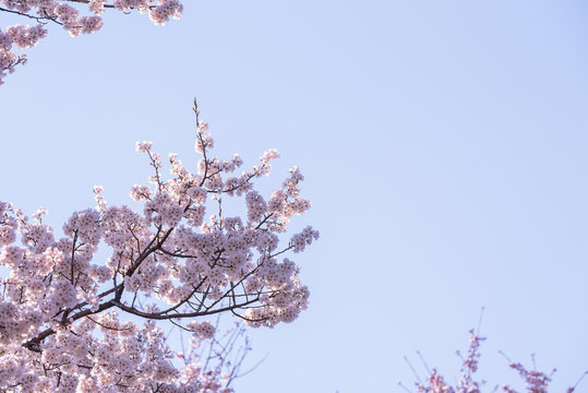 Cherry blossoms on the branch with blue sky background
