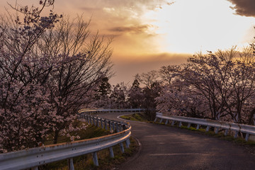 Beautiful cherry blossom trees bloom in the roadside with sunset background