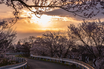 Beautiful cherry blossom trees bloom in the roadside with sunset background