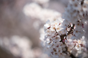 Beautiful cherry blossom flowers on branch