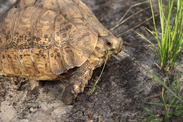 Leopard tortoise head closeup, in the savanna.