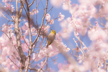 Japanese white-eye bird with pink cherry blossom flowers