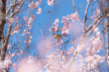 Japanese white-eye bird with pink cherry blossom flowers
