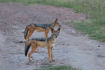 Two black-backed jackals (canis mesomelas) on a road.