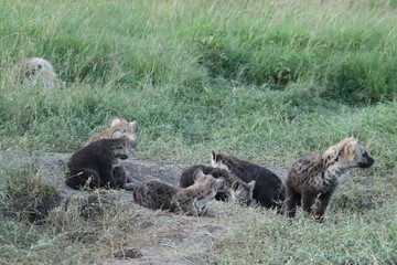 Fototapeta premium Group of spotted hyena cubs (crocuta crocuta) by their den.