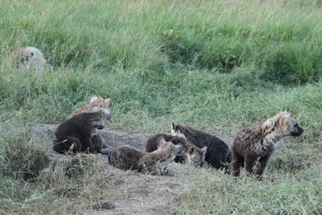 Group of spotted hyena cubs (crocuta crocuta) by their den.