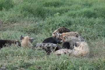 Group of spotted hyena cubs (crocuta crocuta) by their den.