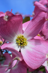 Fototapeta na wymiar Dogwood, a famous flower in spring