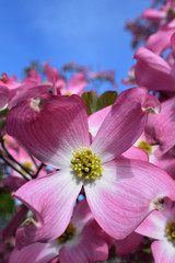 Dogwood, a famous flower in spring