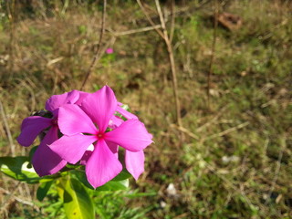 Vinca rosea belongs to family Apocynaceae. The common names of the herb are Periwinkle Sadabahar...
