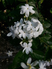 Jasmine flowers in day light 
