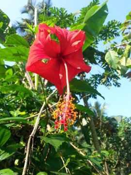red flowers in the garden
