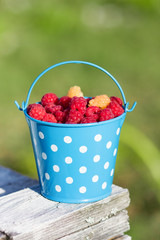Raspberries in blue bucket in summer day. Harvest.