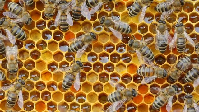 Honey, pollen and bees.