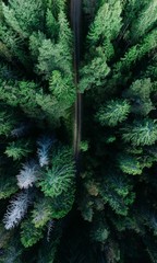 christmas background