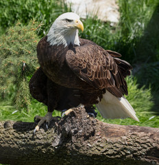bald eagle is perched on a fallen tree