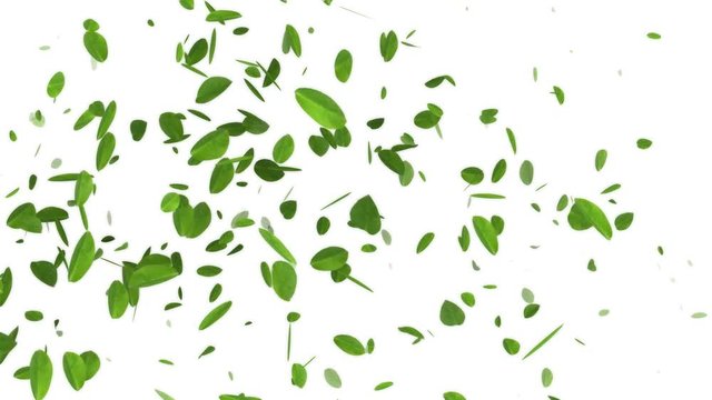 Spring Leaves On White Background/ 4k animation of a spring season background with green leaves flowing with the wind seamless looping