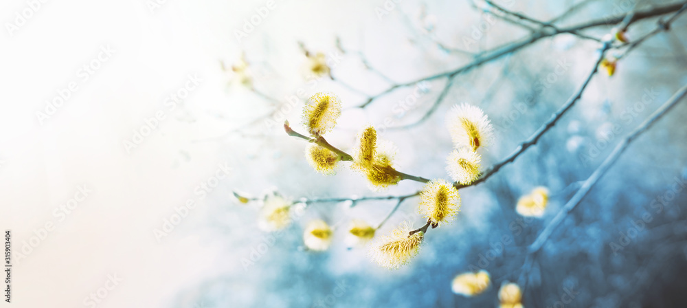 Poster Blooming fluffy willow branches in spring close-up on nature macro with soft focus on a light background. Toning in blue color.