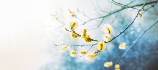 Blooming fluffy willow branches in spring close-up on nature macro with soft focus on a light...