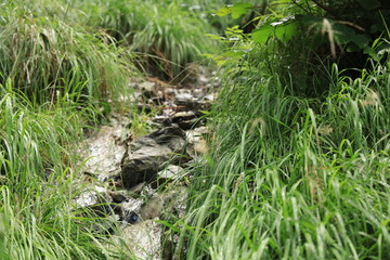 small river in the mountain area with a lot of green