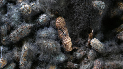 dirty black fungus in a peanut shell, fungi moss