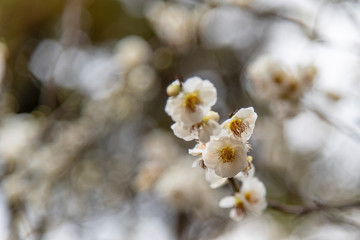 White plum blossoms on the tree