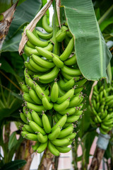 Raw bananas at the banana tree