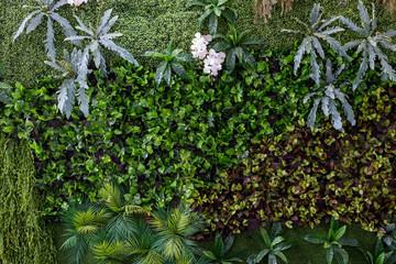 Herb wall, plant wall, natural green wallpaper and background. nature wall.