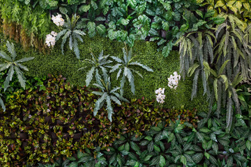 Herb wall, plant wall, natural green wallpaper and background. nature wall.