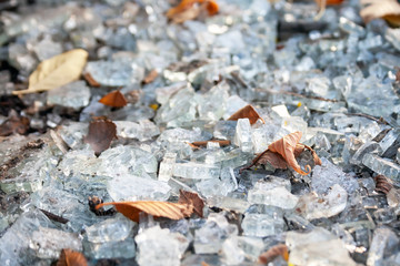 Shattered glass fragments among dry autumn leaves. Selective focus. Closeup view. Macro dirty shards background