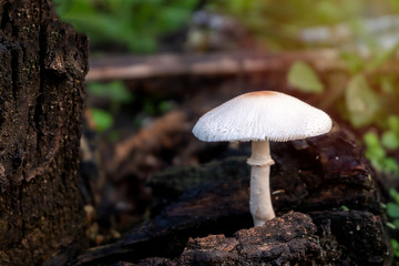 Side view Log white fungi, Lentinus squarrosulas Mont, mushroom grow on dead mango trees.