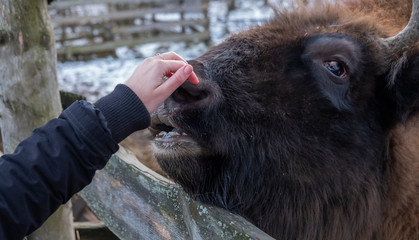 girl touches the nose of a wild bison, friendship between animal and man © Alexandr Milodan