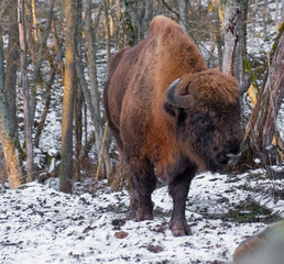 bison walks in the winter forest