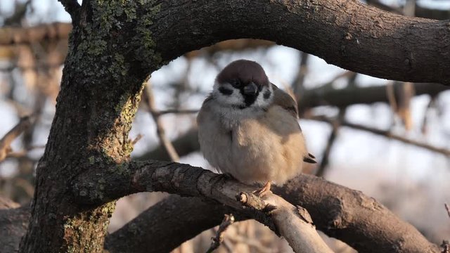sparrows are sitting on a tree branch