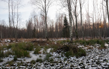 frozen swamp in the wild forest
