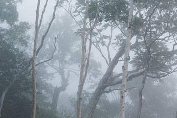日本・7月の北海道、日勝峠の雲海と樹木