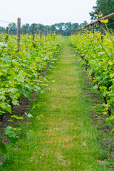 Fototapeta na wymiar Rows on white wine grape plants on Dutch vineyard in North Brabant