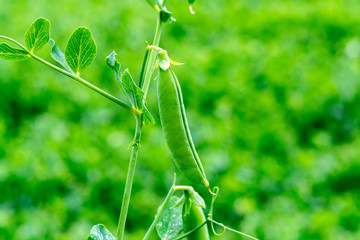 Green pea plants growing on farming fields in summer